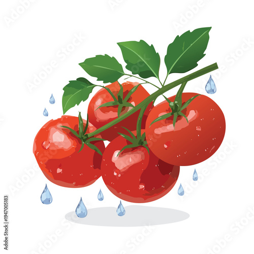 Fresh red tomatoes with green leaves and water drops isolated on white