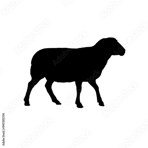 Walking sheep silhouette, vector illustration