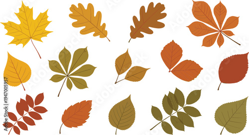 Autumn fall leaves collection maple oak chestnut colorful foliage botanical seasonal nature vector illustration set
