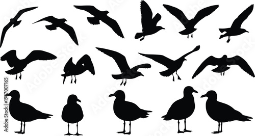 Seagull bird silhouette collection set, flying and standing gull poses illustration, black vector isolated background wildlife design