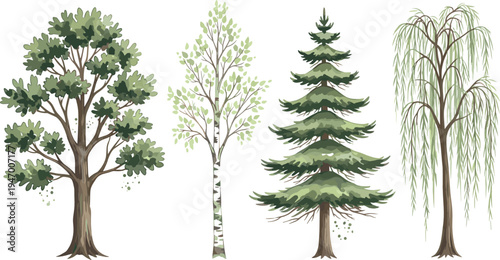 Collection of realistic forest trees including oak, birch, pine and willow isolated botanical nature vector illustration set