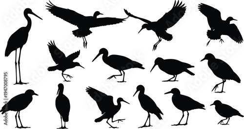 Wading bird silhouettes, flying birds, standing birds, walking birds, long legs, beak shapes, wings spread, nature illustration, wildlife artwork, avian diversity