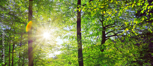 Summer forest with bright sun shining through the trees.