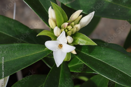 фотографія Daphne Perfume Princess ('Dapjur01')