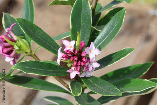 Принти на полотні Daphne odora 'Aureomarginata'