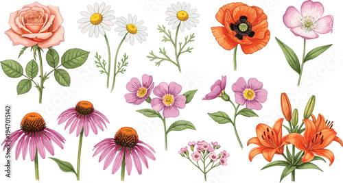 Hand drawn botanical flower collection featuring rose daisy poppy lily echinacea wildflowers isolated floral elements vector illustration set