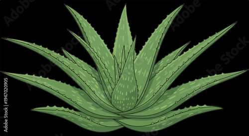 A green aloe vera plant with spiky leaves and scattered white dots on a black background