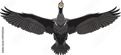 A dark bird with wings outstretched in flight, looking upward