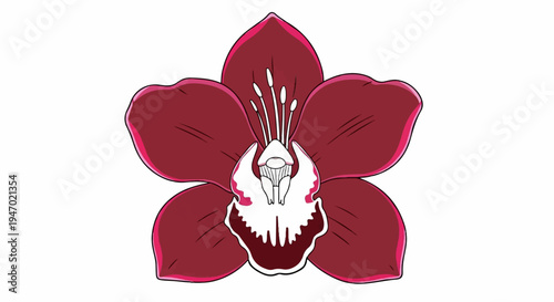 A dark red orchid with a white and dark red center is centrally displayed on a white background