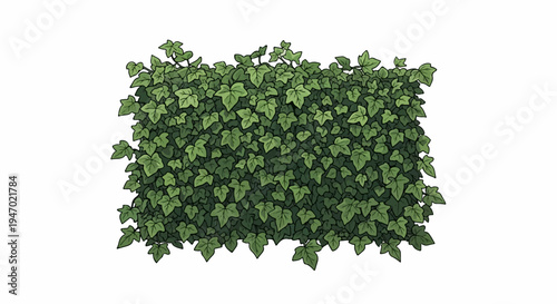 A dense wall of textured green ivy leaves, creating a natural, organic border