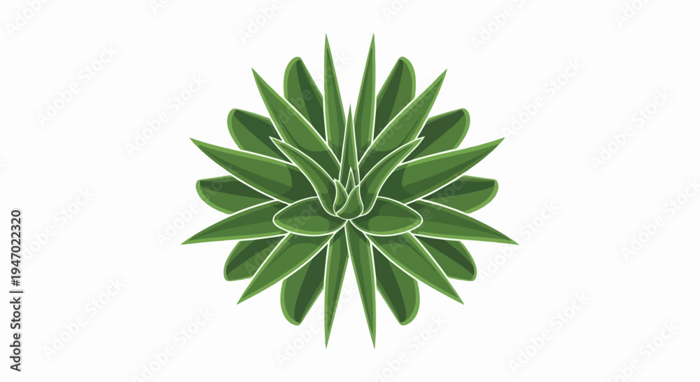 Fototapeta premium A detailed, top-down illustration of a vibrant green succulent plant with pointed leaves