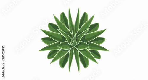 A detailed, top-down illustration of a vibrant green succulent plant with pointed leaves