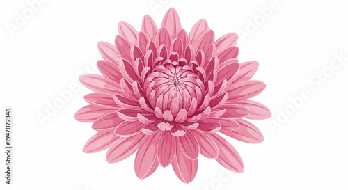 A detailed, vibrant pink chrysanthemum flower with layered petals against a white background