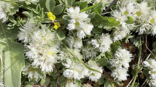 Macro close-up of Paronychia argentea (silver nailroot) blooming on the Mediterranean coast of Israel near the sea
