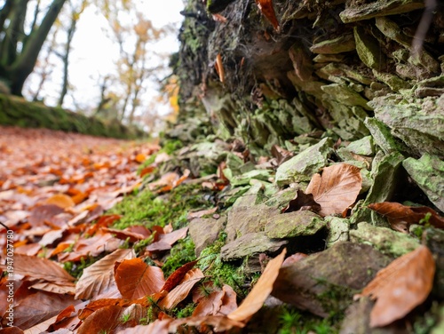 Autumn forest path covered in fallen leaves, leading towards trees under a cloudy sky, evoking a sense of natural beauty and transition.