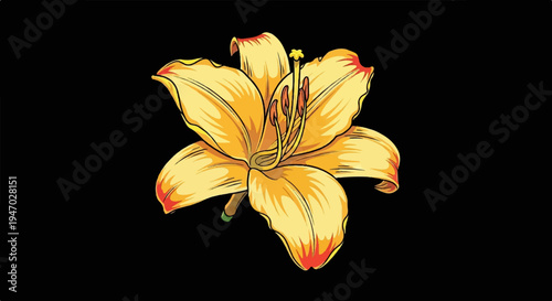 Vibrant yellow lily with delicate red-tipped petals and prominent stamens