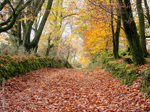 Path covered in fallen autumn leaves leading through a mossy forest in Ireland, inviting exploration and nature discovery.