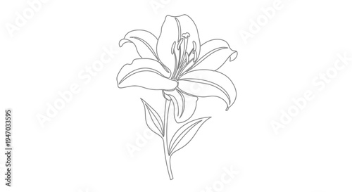Elegant Lily Flower Outline - Minimalist Botanical Line Art