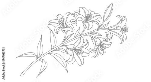 Elegant Lily Flower Line Art Illustration, Botanical Drawing, Simple Outline Vector