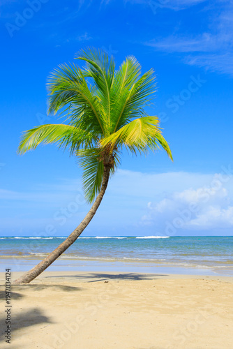 Sunny Tropical Beach Paradise with green Palm Tree and Ocean Waves.