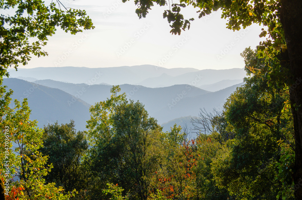 Obraz premium Mountain range layers framed by green forest