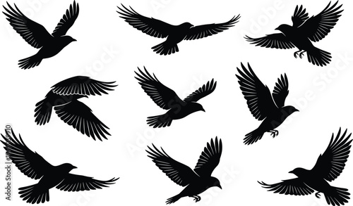 PrintFlying bird silhouettes in various wing positions, detailed feather shapes, dynamic motion, avian anatomy study, wildlife vector illustration for nature, design, and artistic concepts