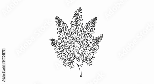 Black and white illustration of a blooming lilac branch with many small flowers