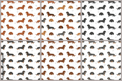 Dachshund short haired dog seamless pattern. Different coat colors set.  Vector illustration