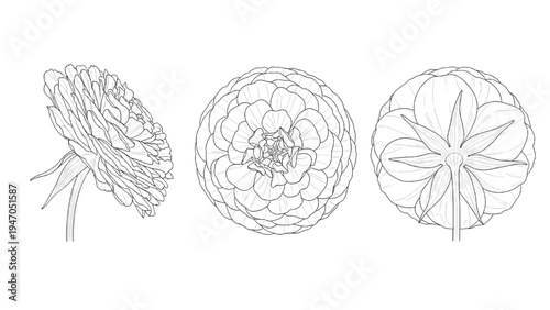 Detailed Flower Botanical Line Art Floral Bloom Scientific Illustration Set
