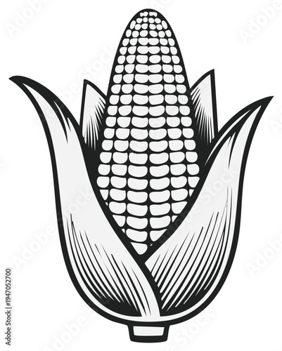 Detailed black and white illustration of ripe corn cob with leaves, food and agriculture.