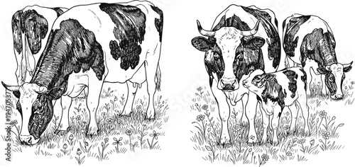 Spotted cows and calf grazing in pasture field hand drawn vintage sketch vector illustration of farm animals for dairy products design.