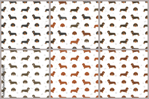 Dachshund wire haired dog seamless pattern. Different coat colors set.  Vector illustration