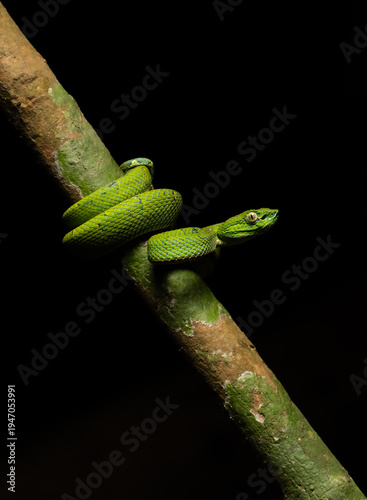 Serpiente Lora, Costa Rica