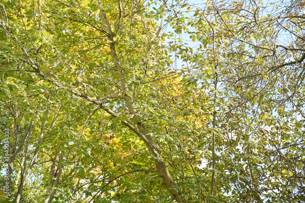 Fototapeta premium Yellow green trees , blue sky.