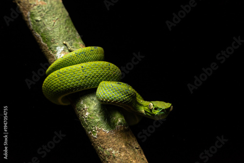 Serpiente Lora, Costa Rica