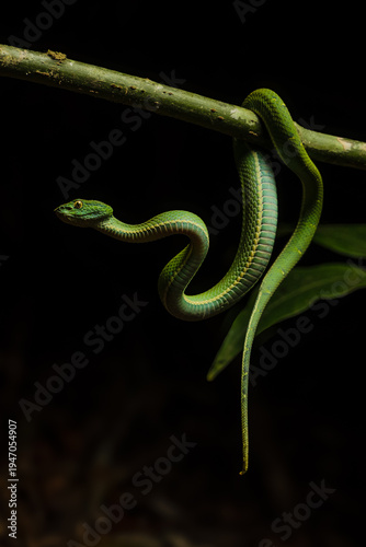 Serpiente Lora, Costa Rica