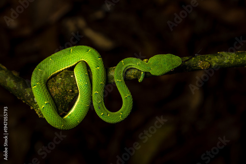 Serpiente Lora, Costa Rica