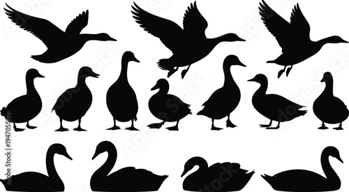Duck and swan silhouettes collection, flying ducks standing ducks swimming swans vector set, water bird wildlife shapes, flat vector illustration