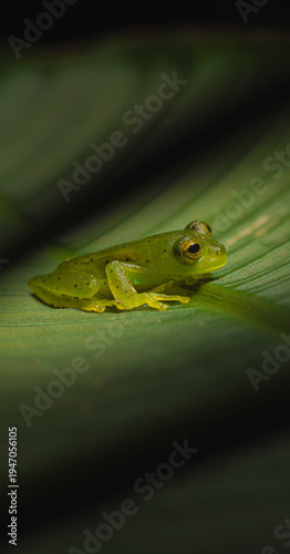 Rana de Vidrio Costa Rica