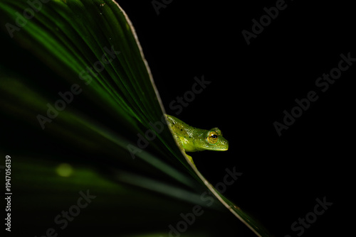 Rana de Vidrio Costa Rica