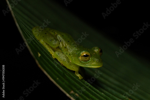 Rana de Vidrio Costa Rica