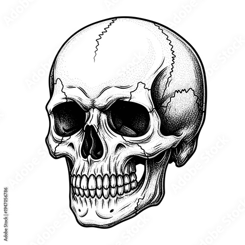 Detailed engraving style human skull for vintage art