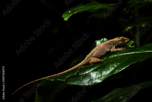 Lagartija Costa Rica