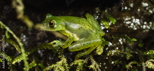 Rana de Vidrio Costa Rica