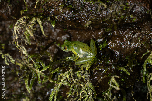 Rana de Vidrio Costa Rica