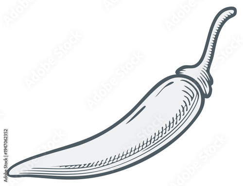 Isolated illustration of a single chili pepper with outline and shading creates a striking image for food lovers.