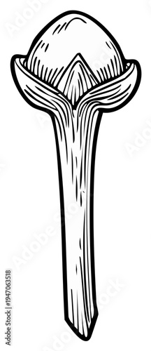 Black and white engraving of a single clove spice with stem and bud detail