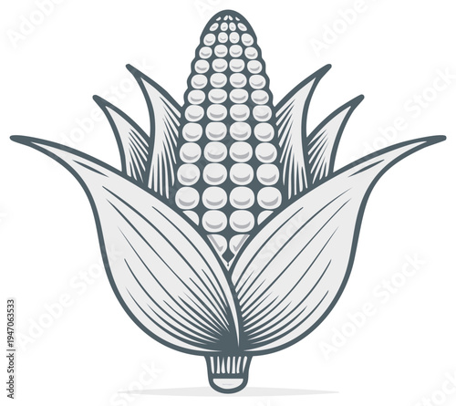 Illustrated corn cob with husk, vector graphic