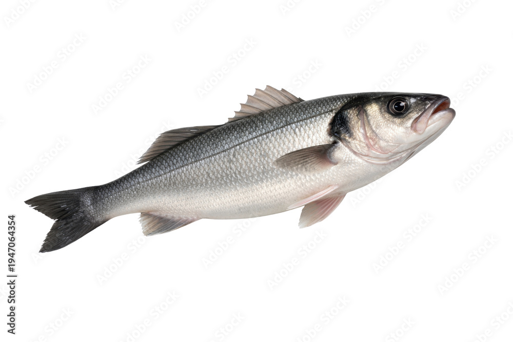 Obraz premium 新鮮なスズキの魚が白い背景に浮かぶように配置された、料理や水産物関連のデザインに最適な高品質なスタジオ撮影写真素材