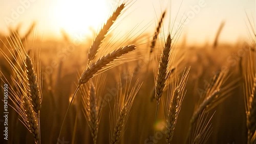 Golden wheat field at sunset.